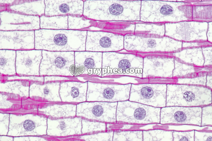 Racine de Blé - Cellules en élongation - zone 2 x150 - gryphea.com